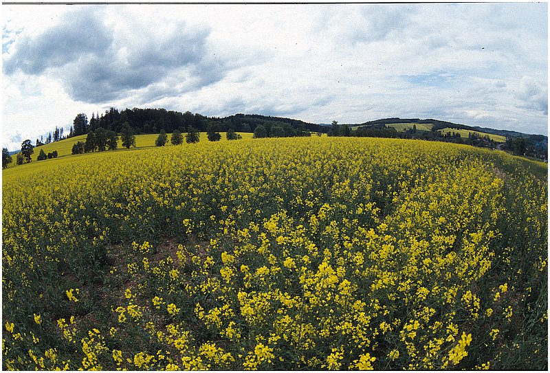 crop0033.jpg
