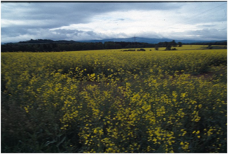crop0036.jpg