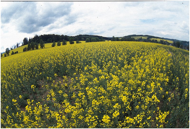 crop0039.jpg